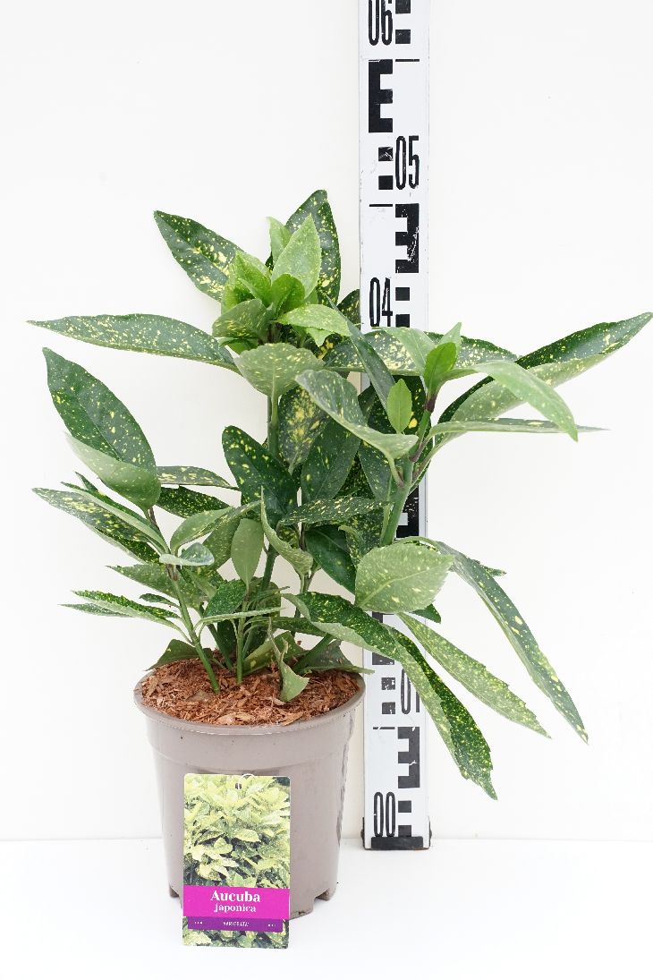 Aucuba japonica &