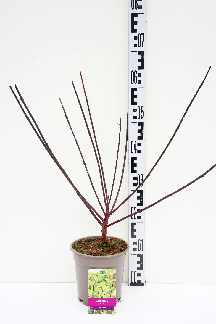 Cornus alba &