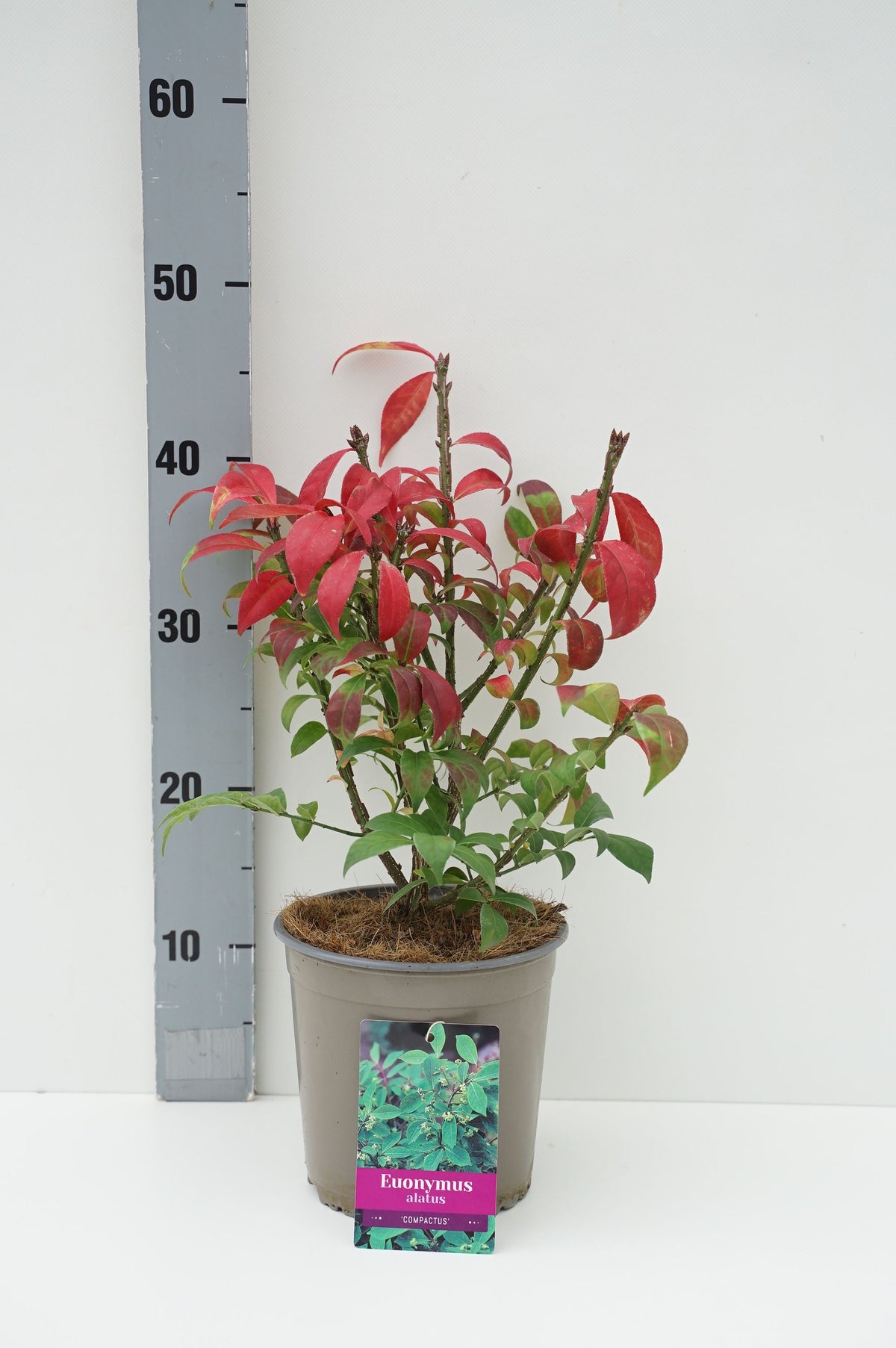 Euonymus alatus &