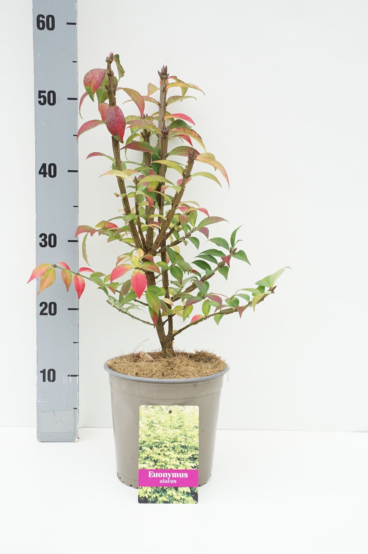 Euonymus alatus C2 (2 liters kruka) 20+ cm