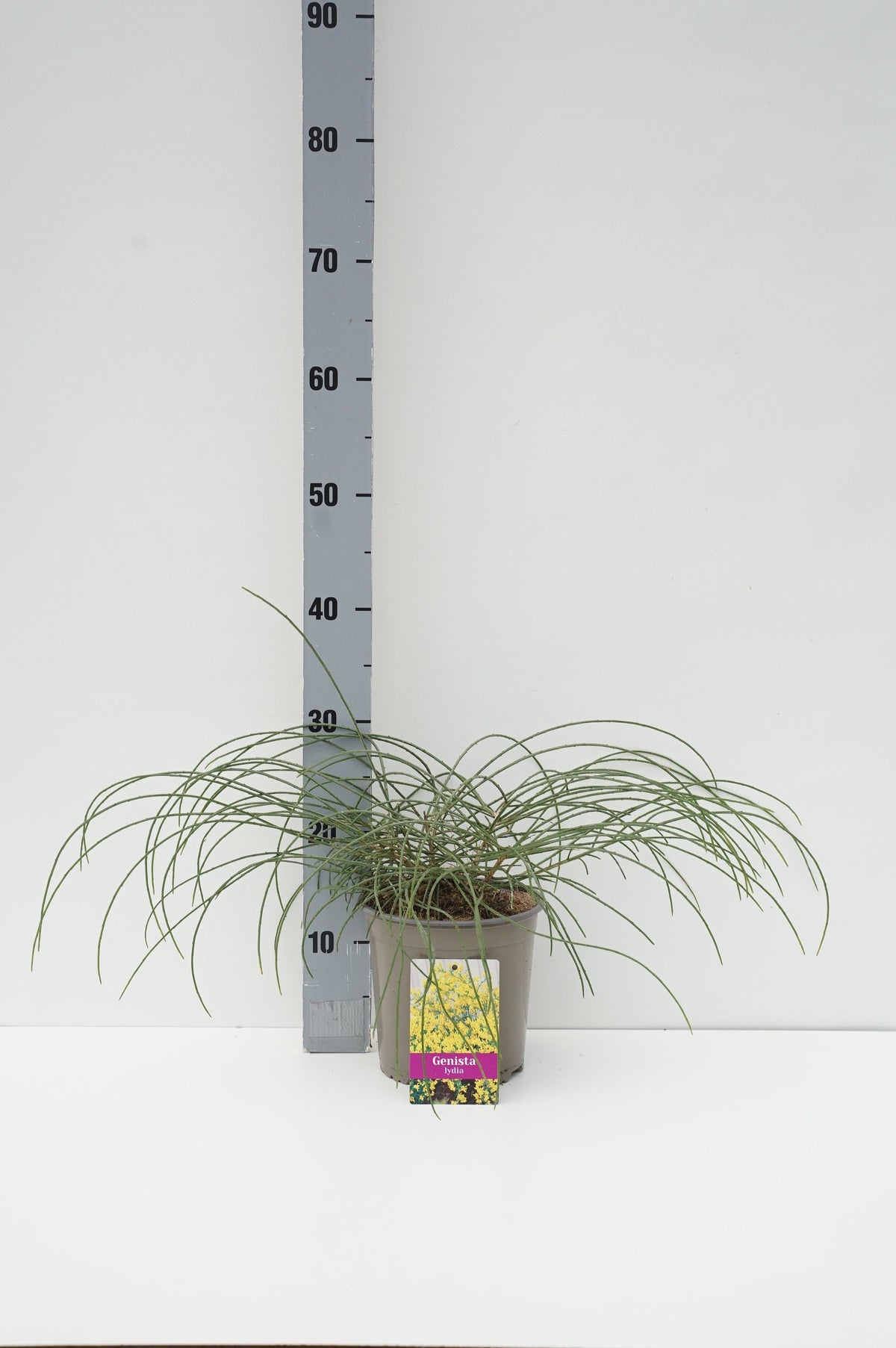 Genista lydia C2 (2 liters kruka) 30+ cm