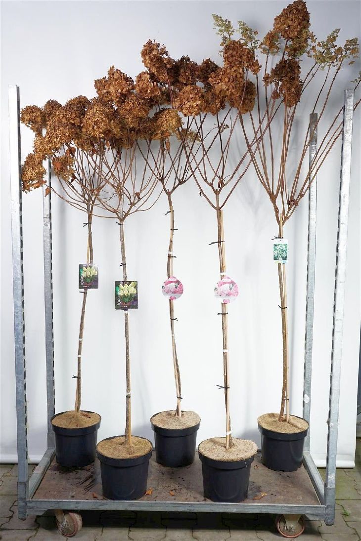 Vipphortensia (Hydrangea paniculata) i sorter, stam 100 cm, C7,5 (7,5 liters kruka)