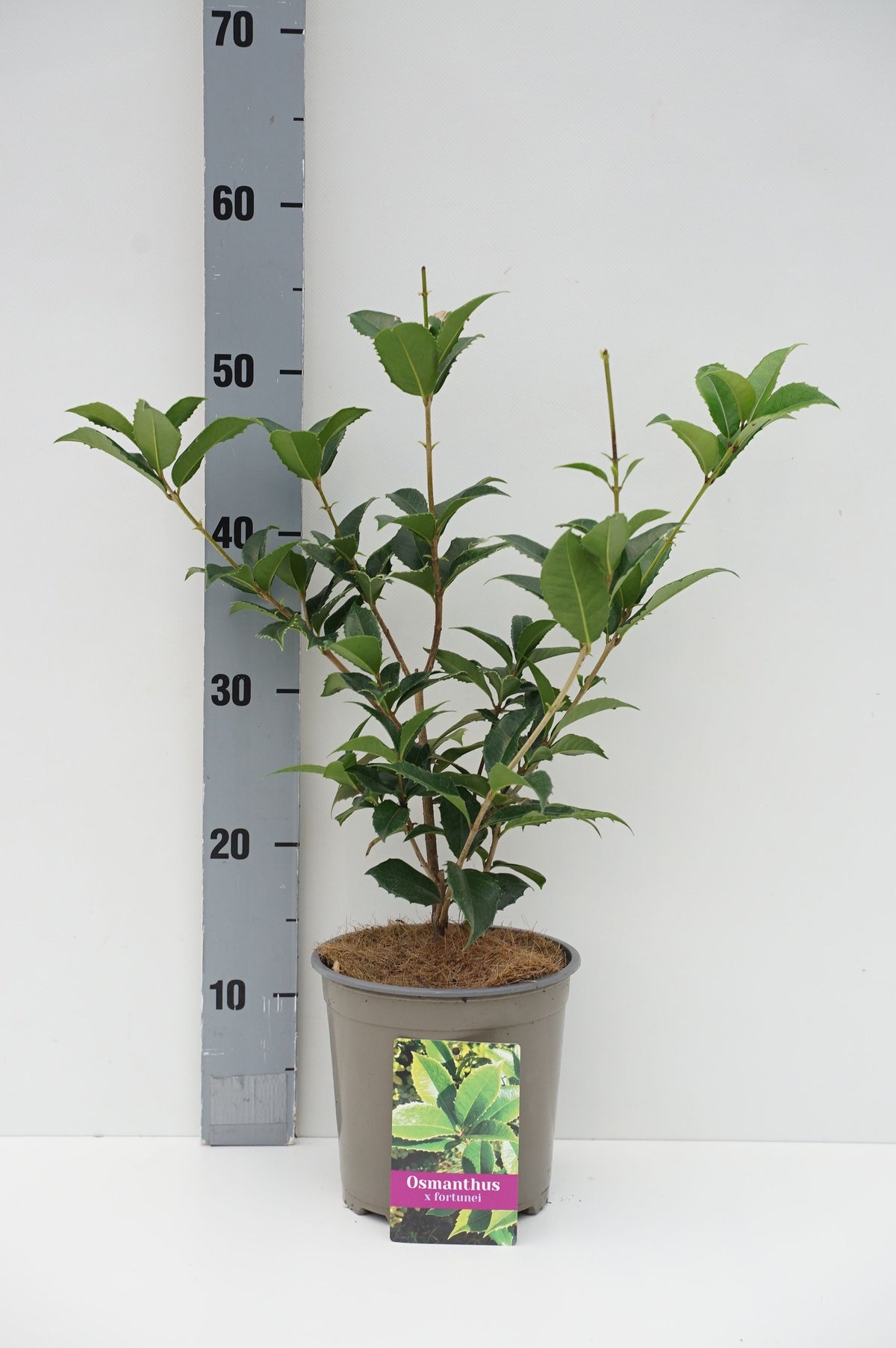 Osmanthus fortunei C2 (2 liters kruka) / 17 cm kruka 30+ cm