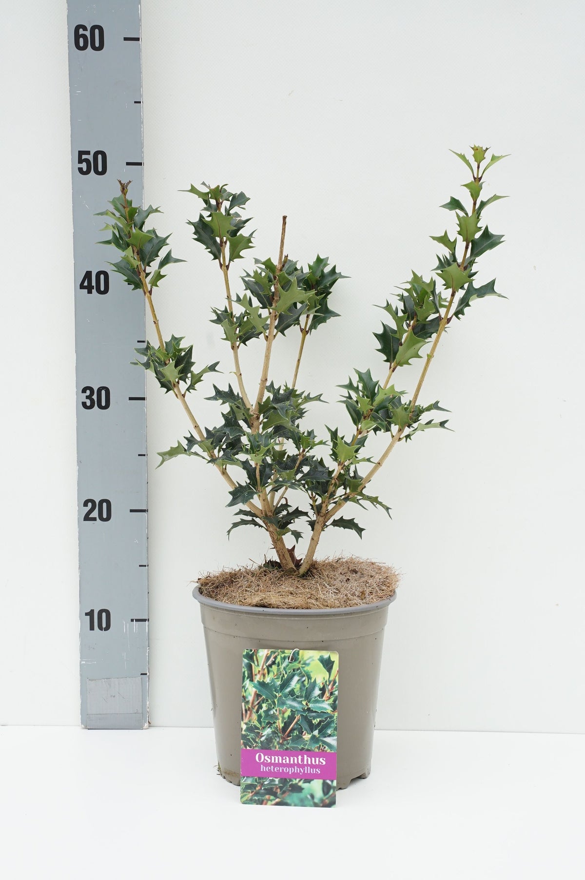 Osmanthus heterophyllus C10 (10 liters kruka) 100-125 cm