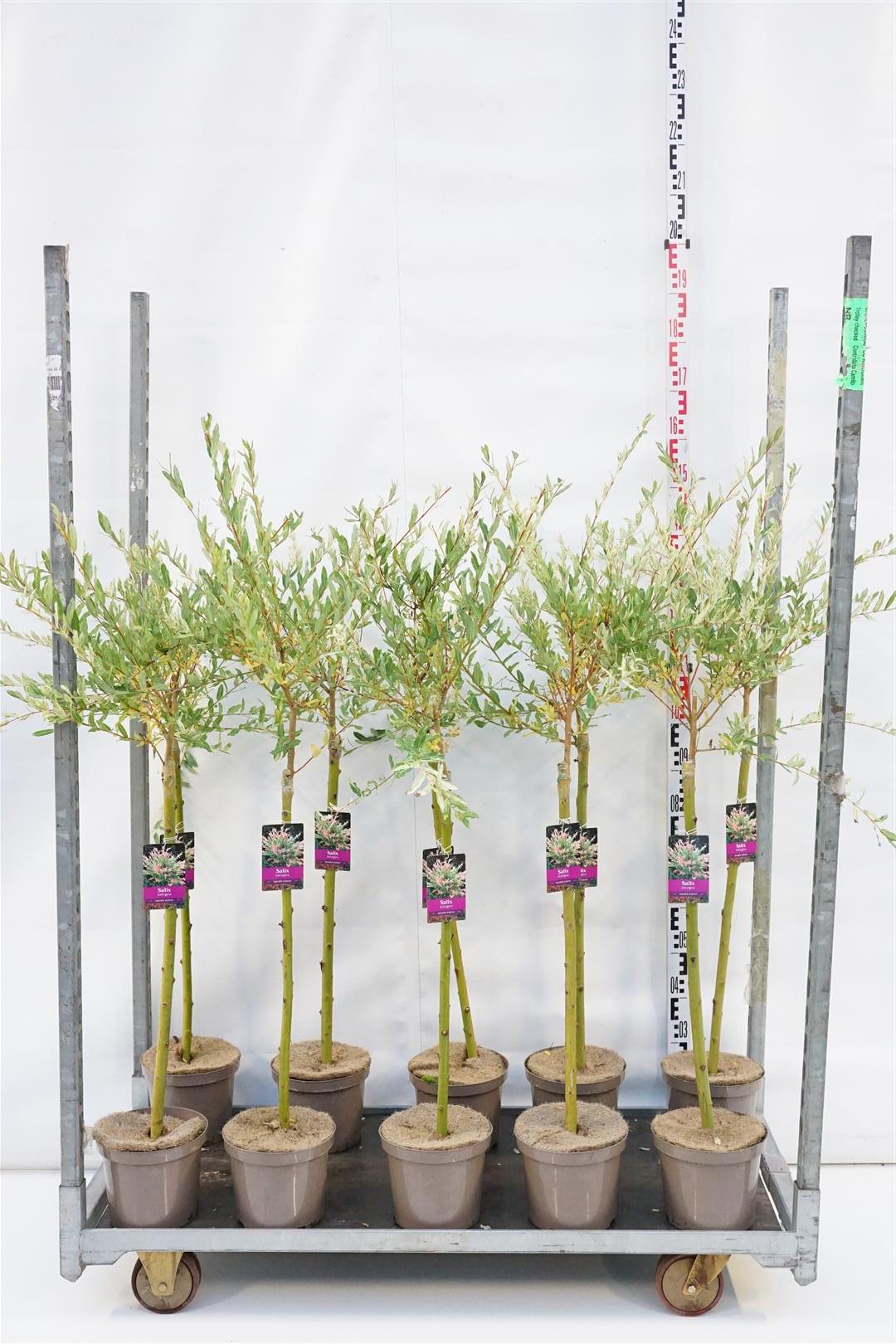 Salix integra &