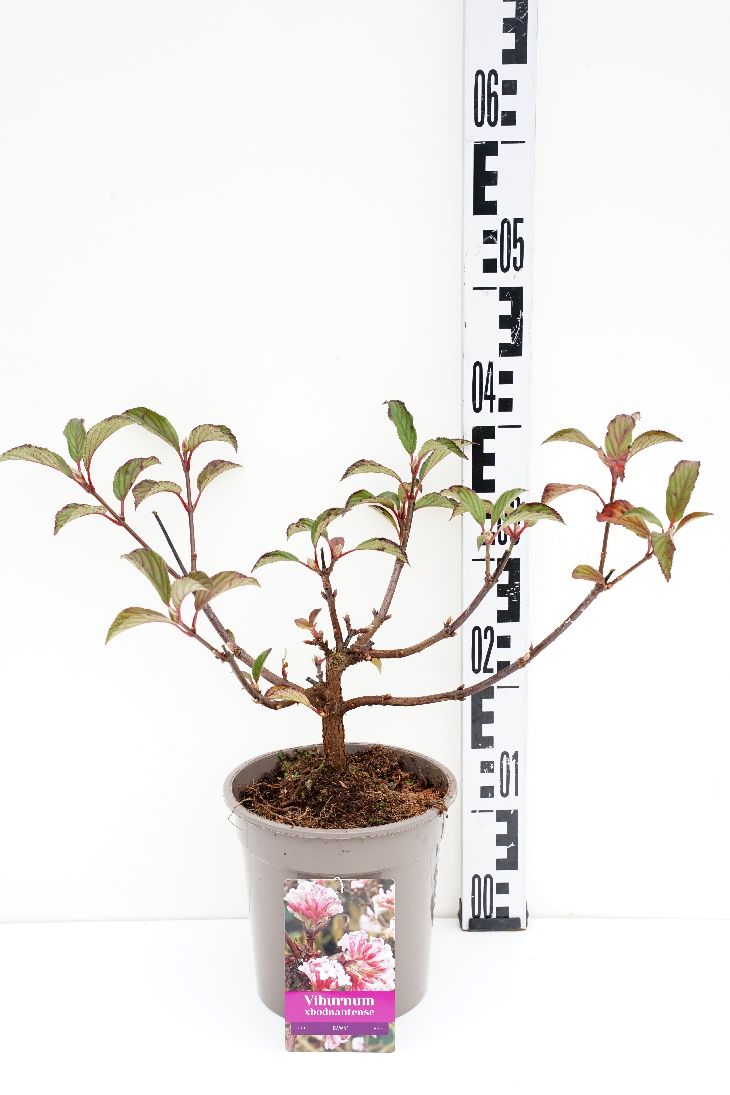 Viburnum bodn. &