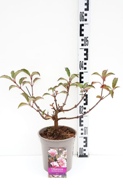 Viburnum bodn. &
