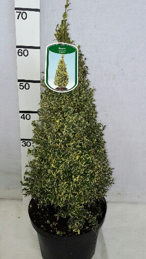 Buxus sempervirens &