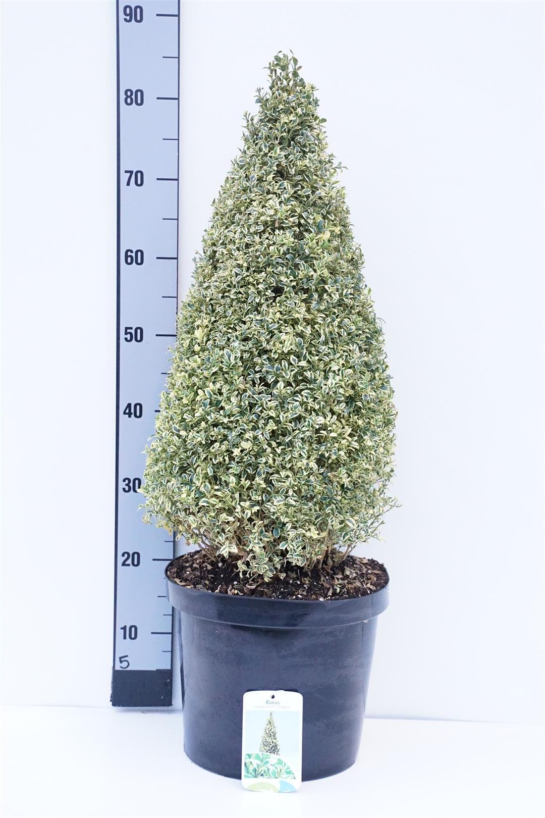 Buxus sempervirens &