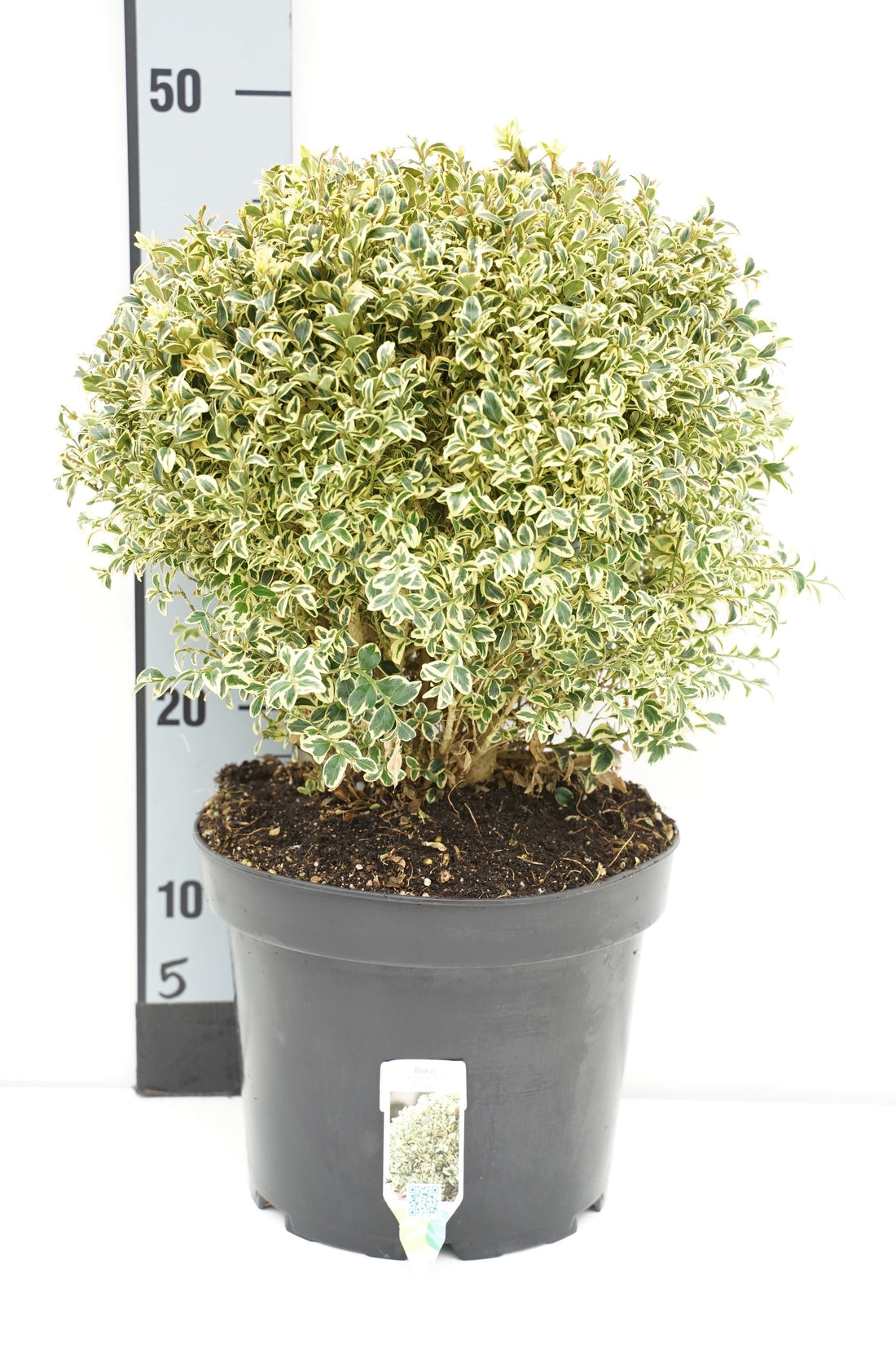Buxus sempervirens &