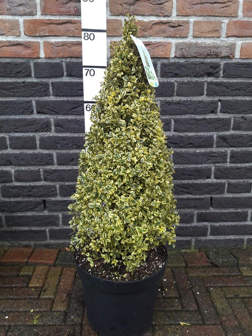 Buxus sempervirens &