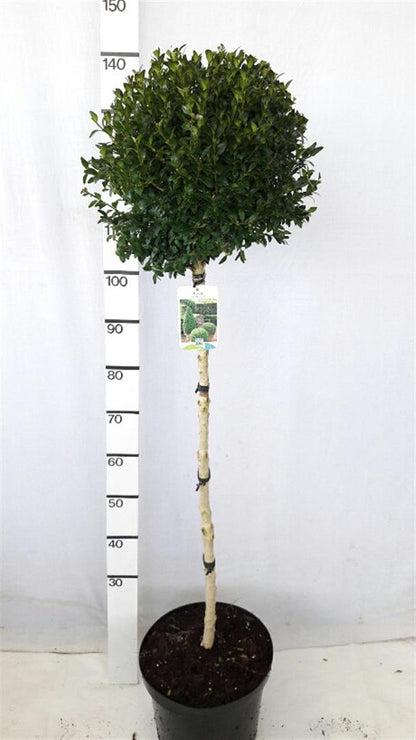 Buxus sempervirens på stam 90 cm C10 (10 liters kruka)