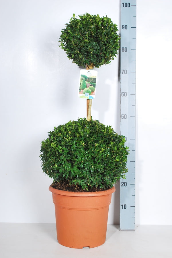 Buxus sempervirens dubbelklot C10 (10 liters kruka)