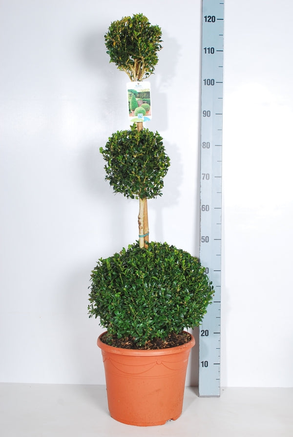 Buxus sempervirens trioboll C10 (10 liters kruka)