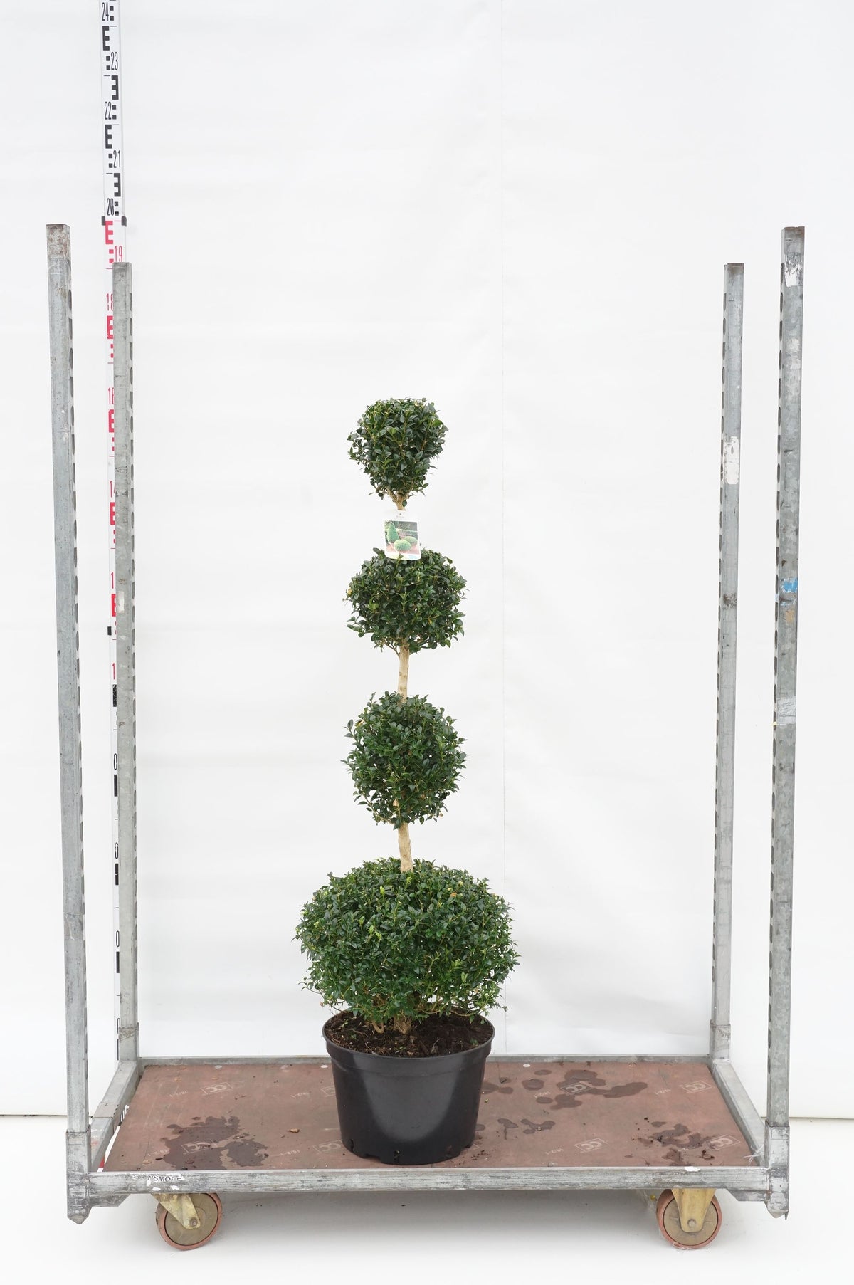 Buxus sempervirens Quatro Ball C15 (15 liters kruka)