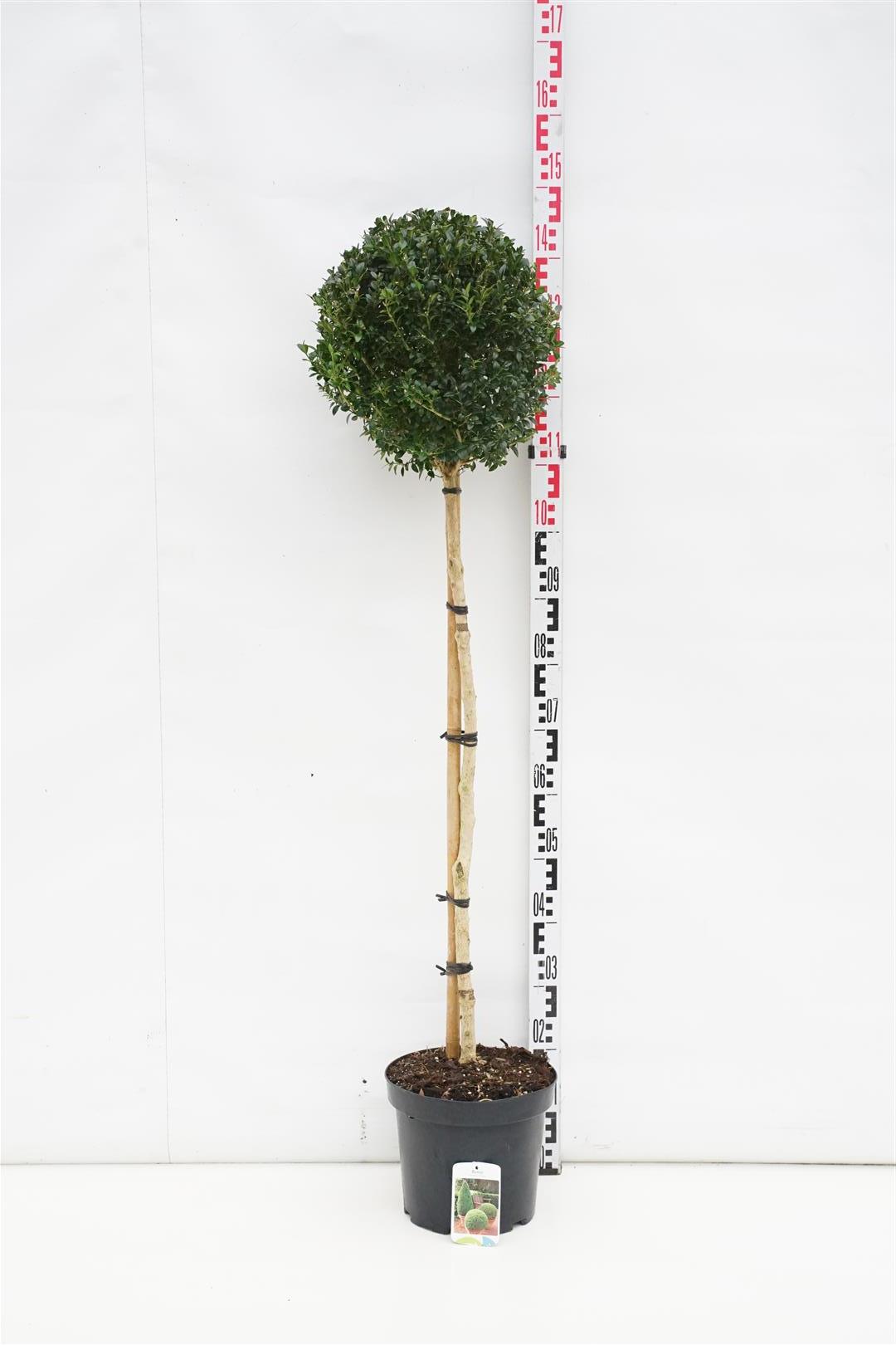 Buxus sempervirens på stam 90 cm C7,5 (7,5 liters kruka)