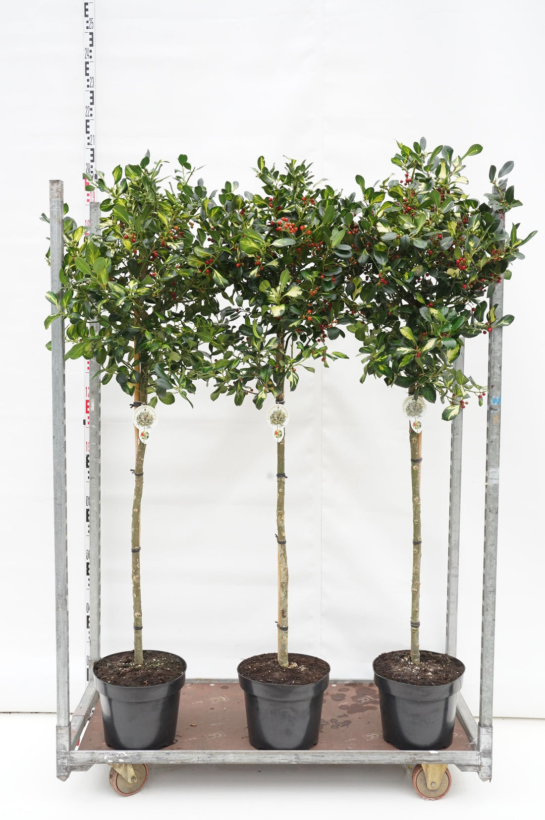 Ilex aquifolium &