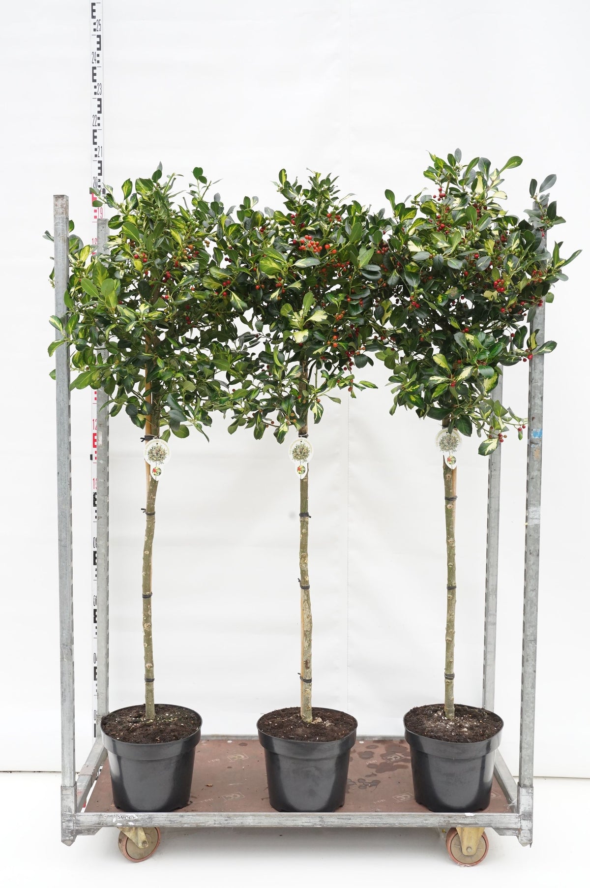 Ilex aquifolium &