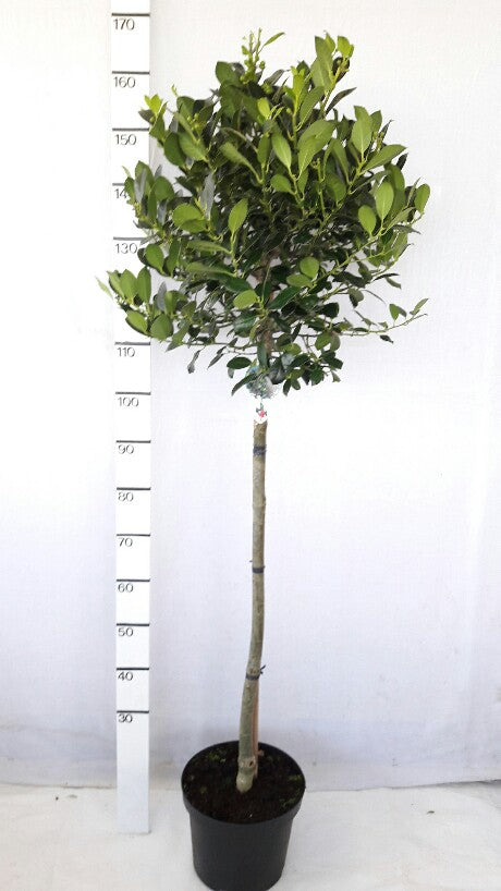 Ilex aquifolium &