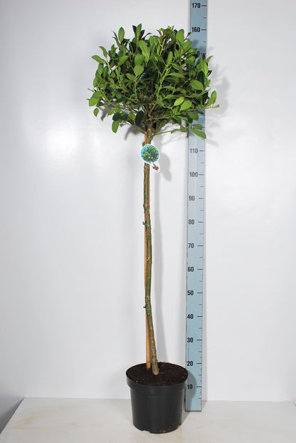 Ilex aquifolium &