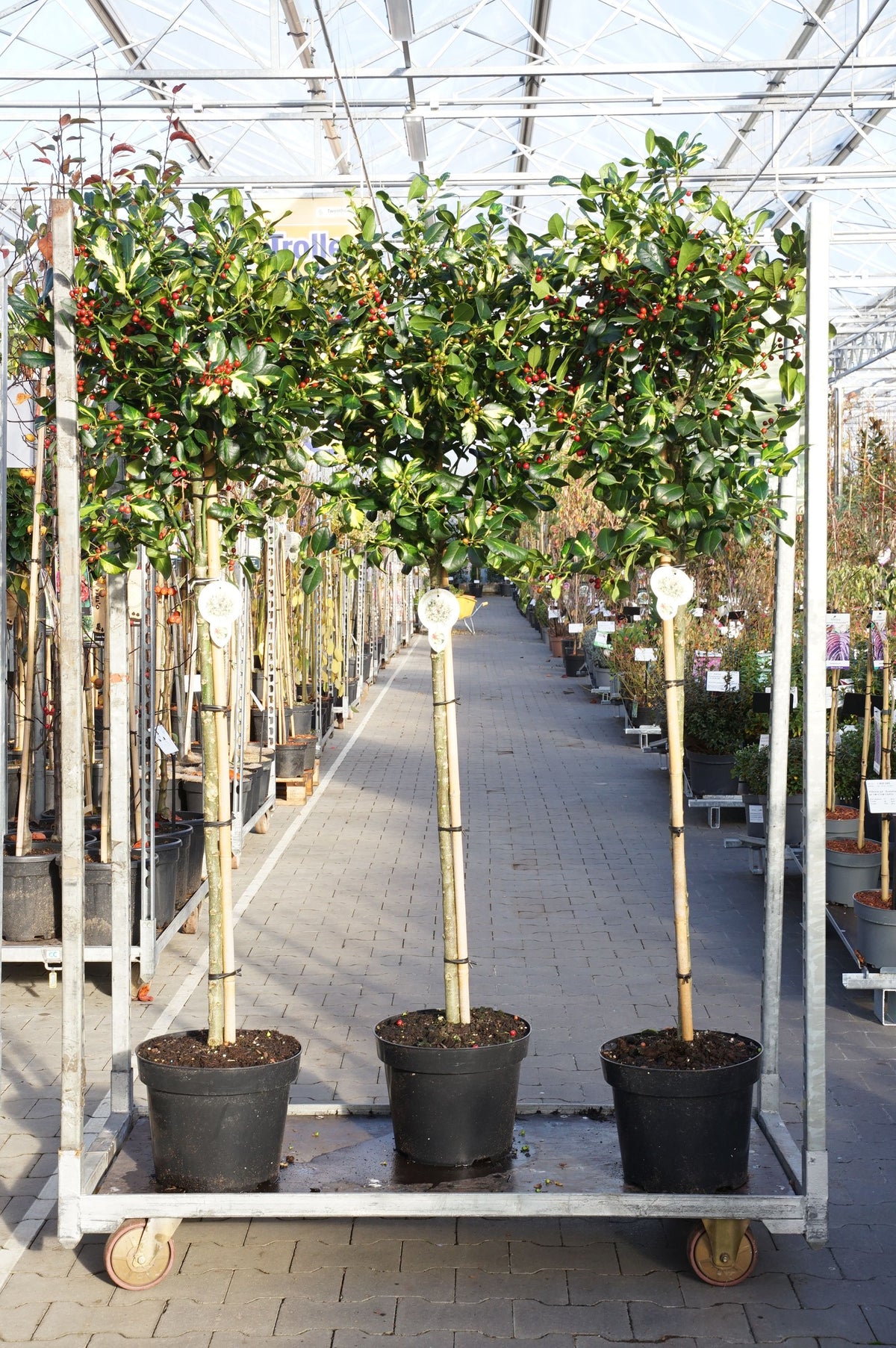 Ilex altacl. &