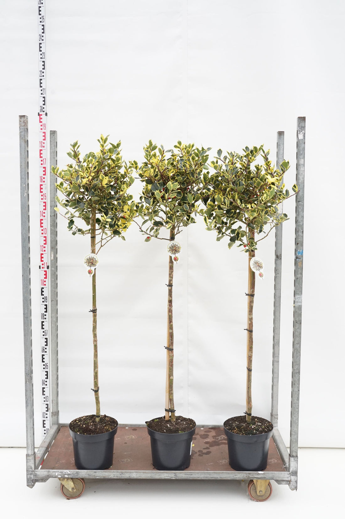 Ilex aquifolium &