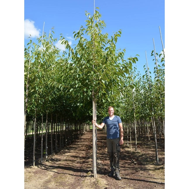 Berlineral - Alnus spaethii 12-14  HS, COCO