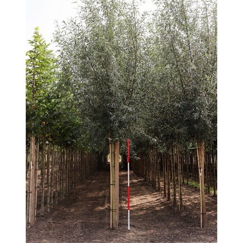Vitpil - Salix alba  - Stammens omkrets 14-16 cm, höjd 3,5-4 meter,  HS, COCO