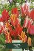 Tulpan Fun Colours – hel förpackningsbild med blomman, 5-pack. Från Svedberga Plantskola