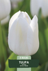 Tulpan Royal Virgin – hel förpackningsbild med blomman, 5-pack. Från Svedberga Plantskola