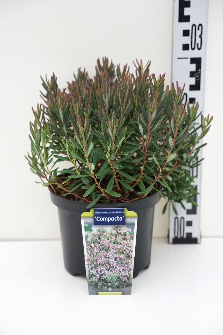 Andromeda polifolia &