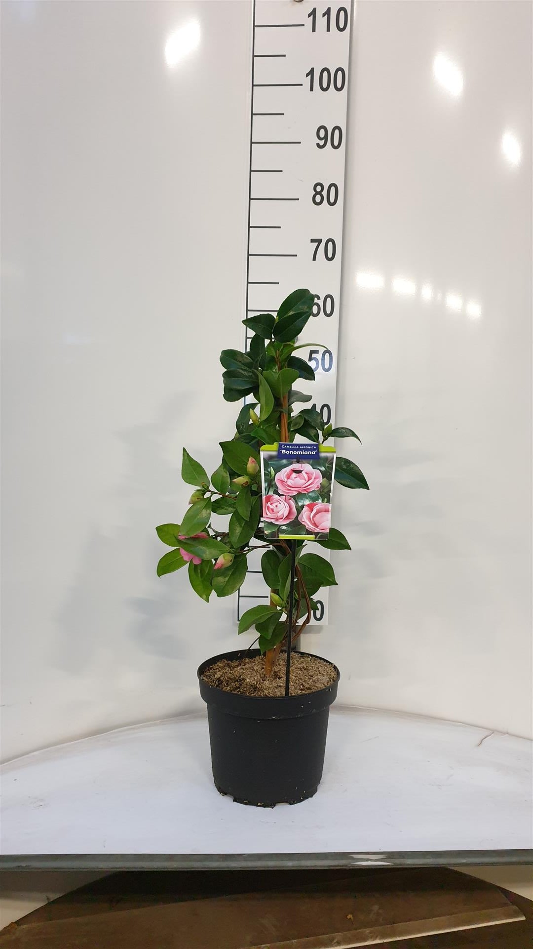 Camellia japonica &