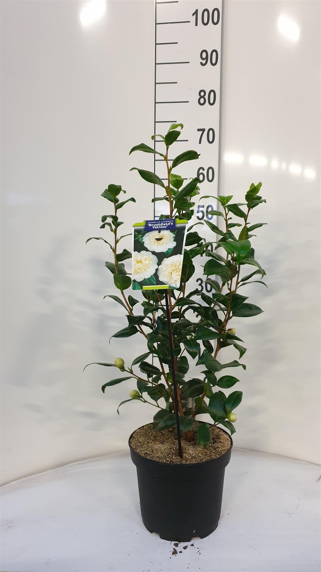 Camellia japonica &
