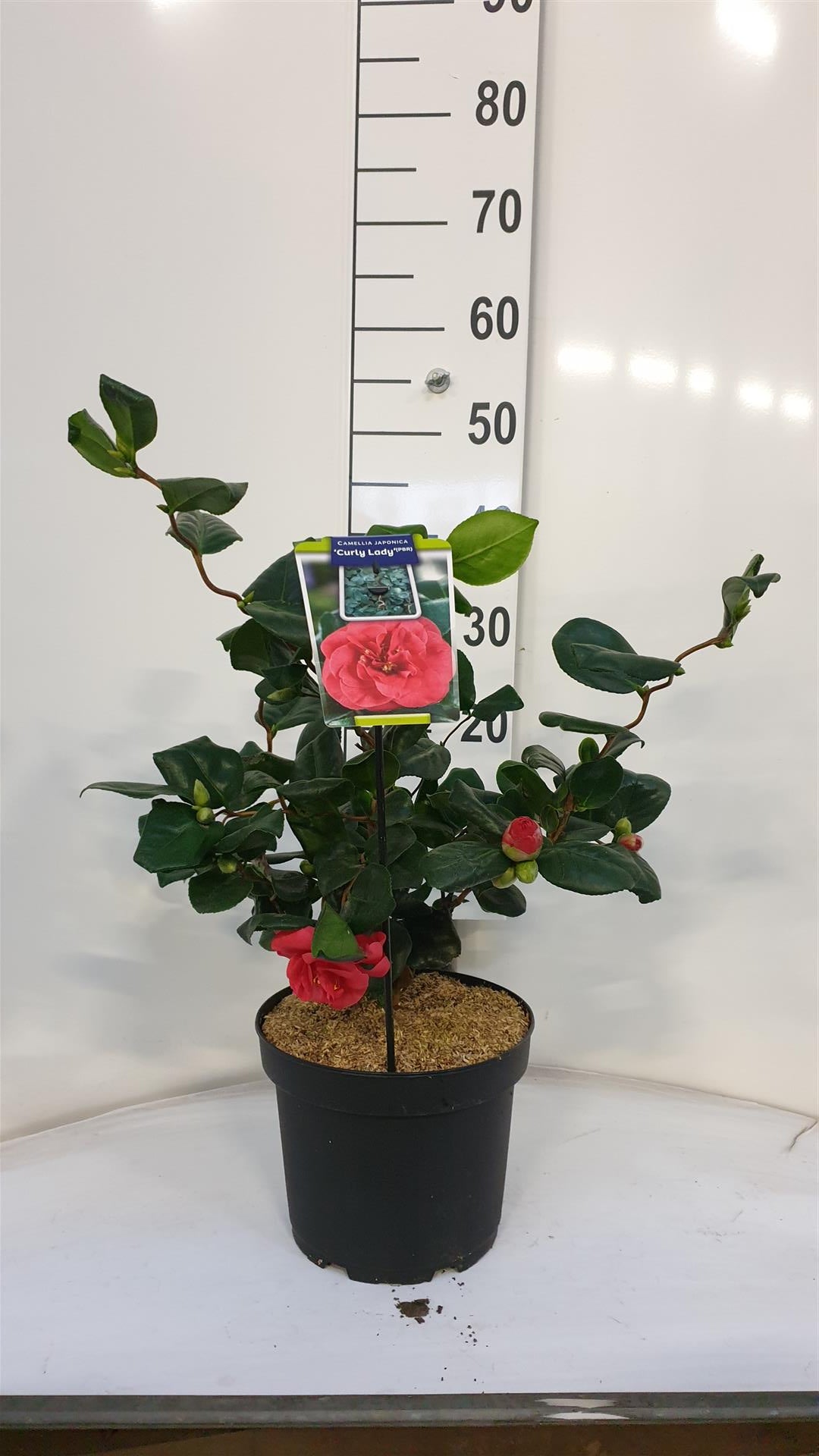 Camellia japonica &