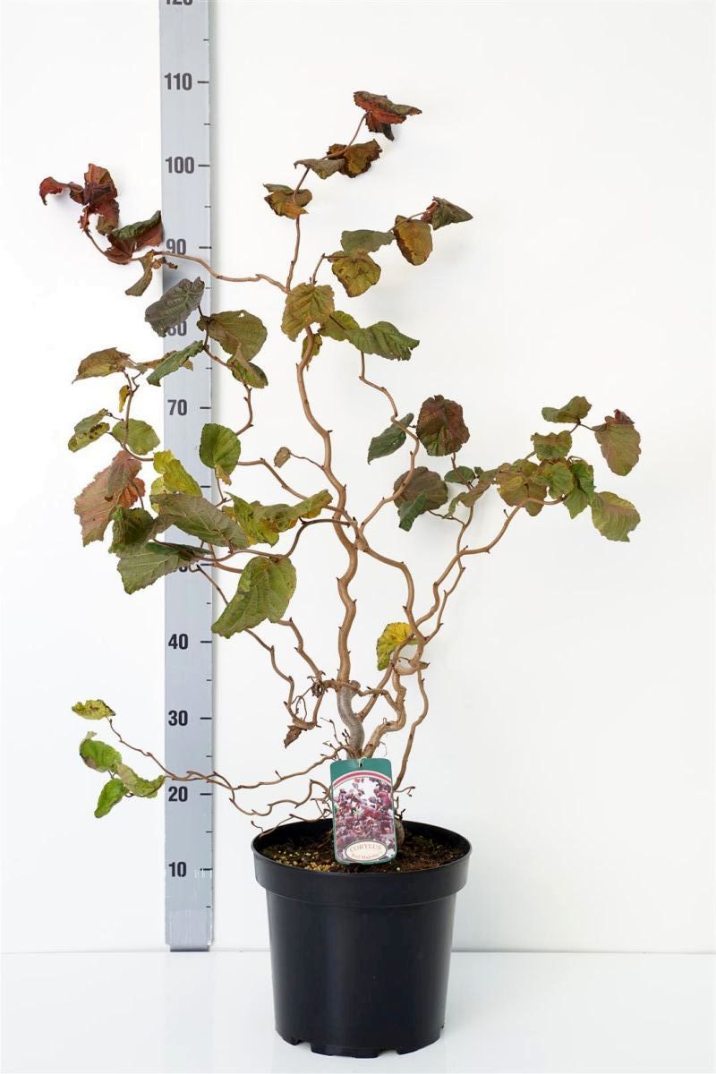 Corylus a. &