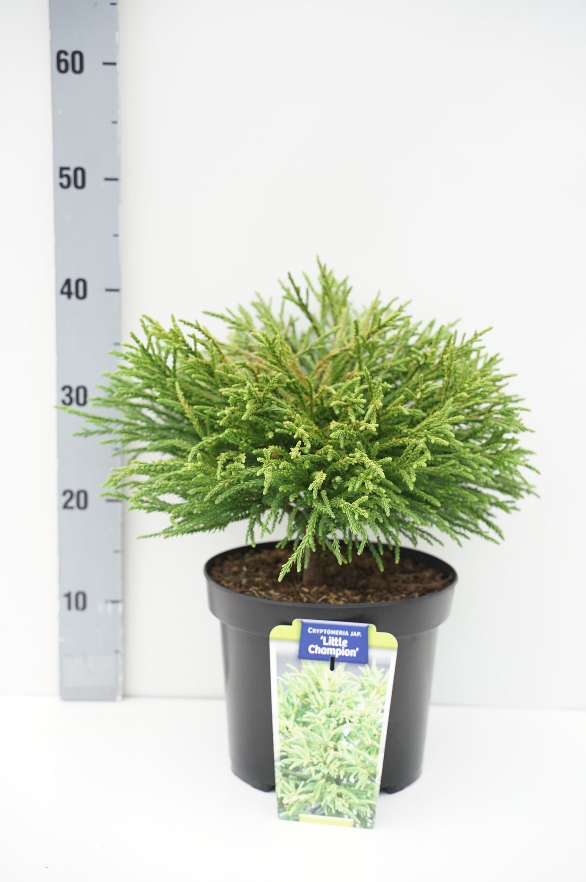 Cryptomeria j. &