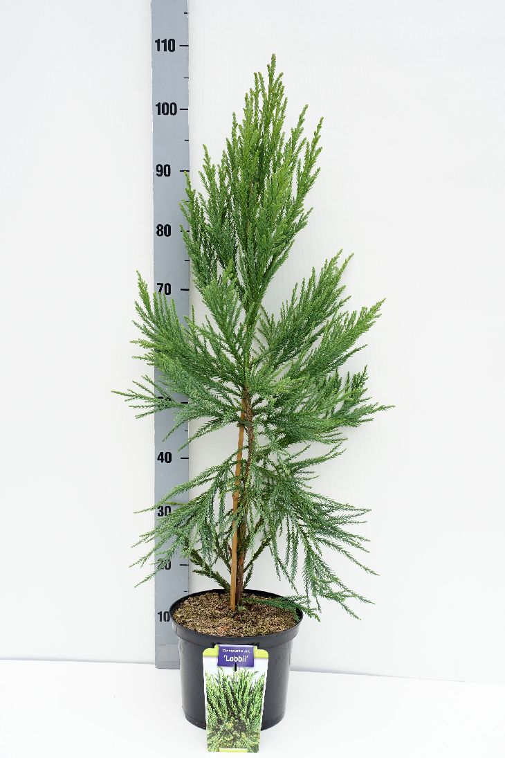 Cryptomeria japonica &