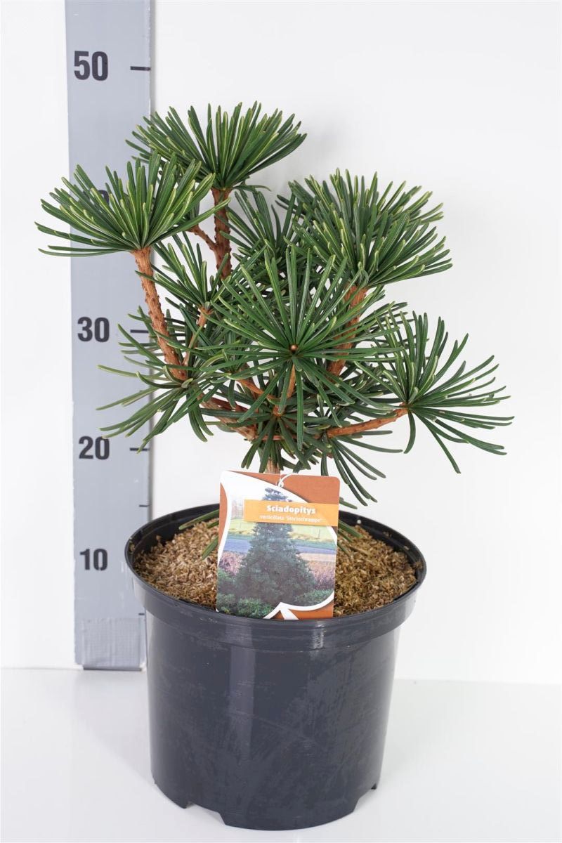 Sciadopitys verticillata &