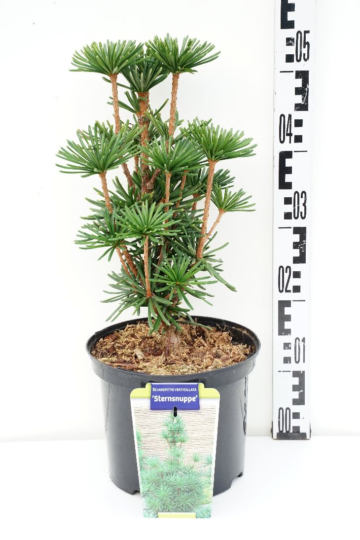 Sciadopitys verticillata &