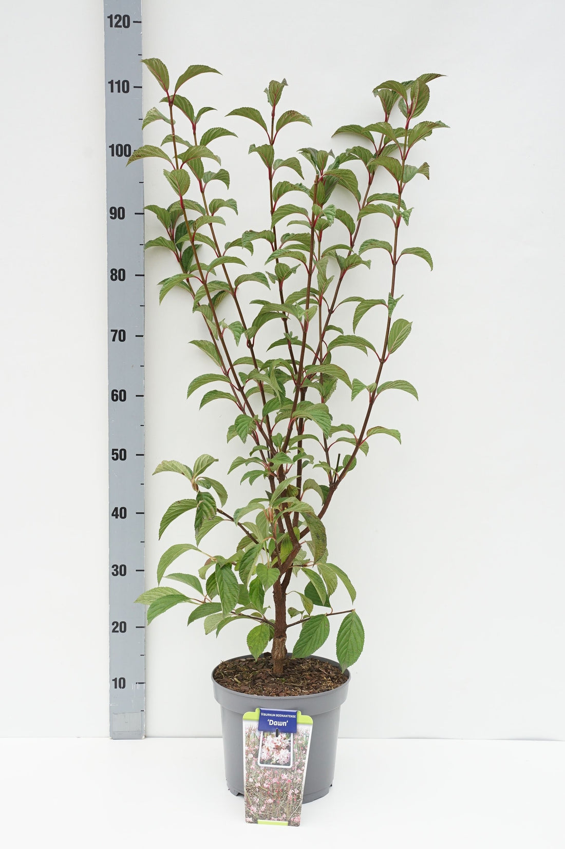 Viburnum bodnantense &