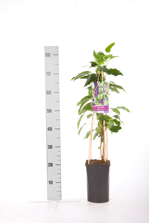 Actinidia arg. &