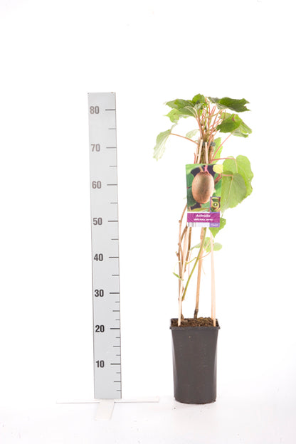 Actinidia deliciosa &
