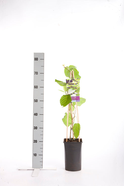 Actinidia kolomikta C2,5 (2,5 liters kruka) 70 cm
