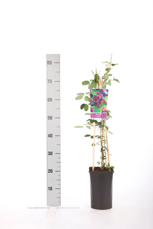 Akebia quinata C2,5 (2,5 liters kruka) 70 cm