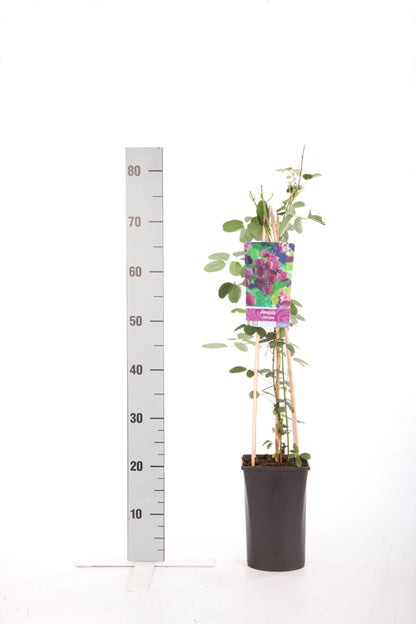 Akebia quinata 70 cm, C2,5 (2,5 liters kruka)