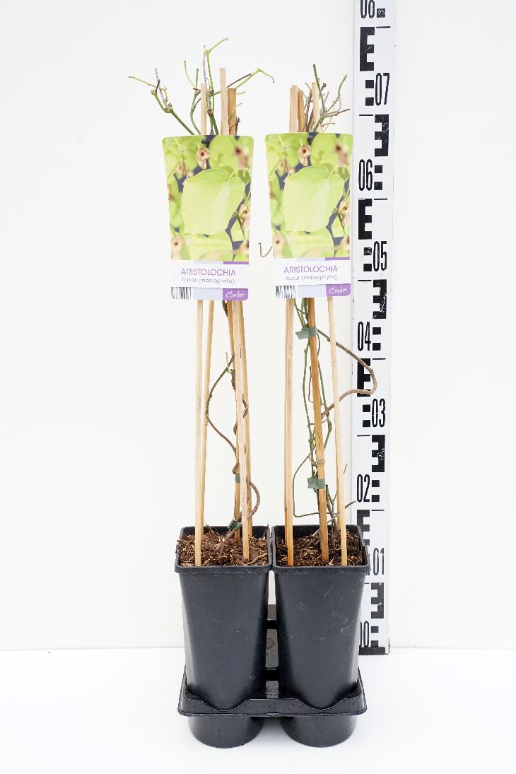 Aristolochia durior C2,5 (2,5 liters kruka) 70 cm