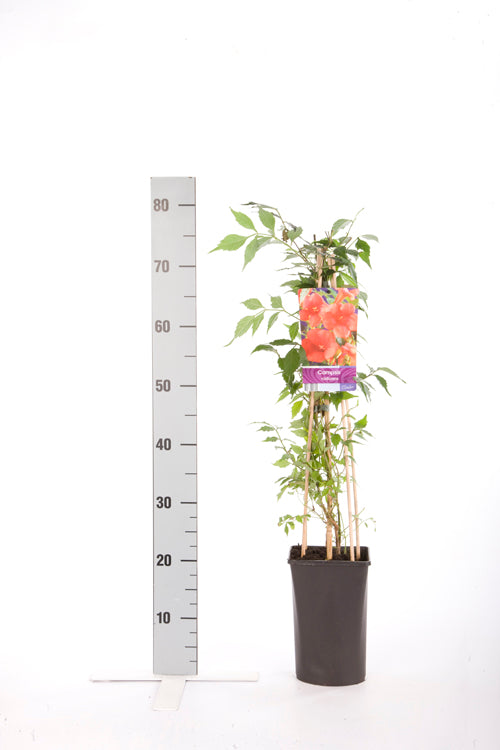 Campsis radicans C2,5 (2,5 liters kruka) 70 cm