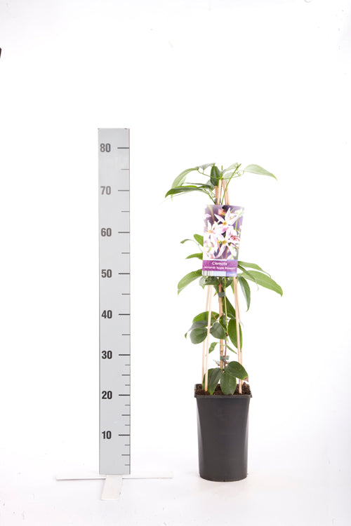 Clematis armandii &