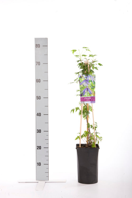 Clematis alpina C2,5 (2,5 liters kruka) 70 cm