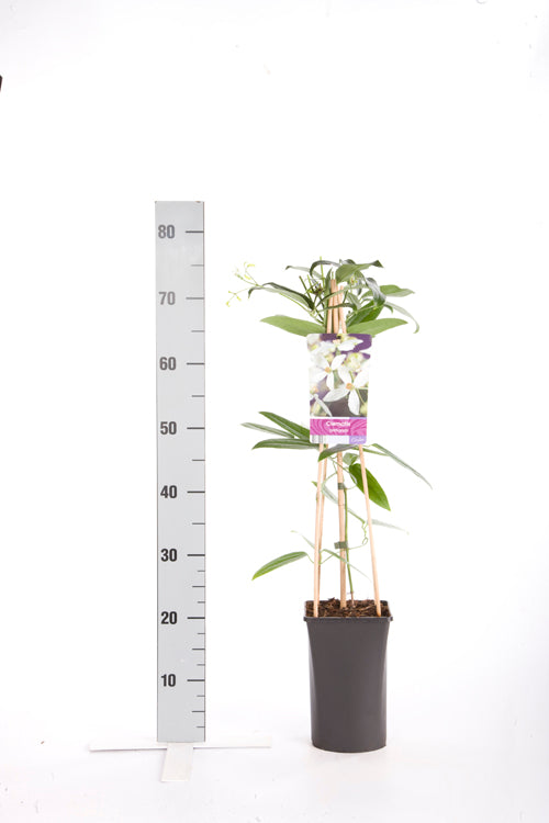 Clematis armandii C2,5 (2,5 liters kruka) 70 cm